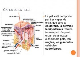 El sentit del tacte | Recurso educativo 726857