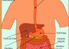 Enfermedades del aparato digestivo | Recurso educativo 734171