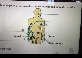 SISTEMA INMUNOLOGICO.JPG | Recurso educativo 735073