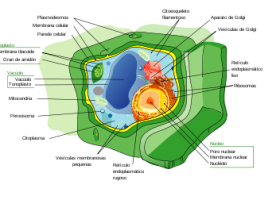 Célula vexetal | Recurso educativo 735527