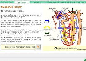 Formación de la orina | Recurso educativo 735923