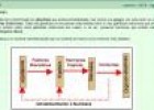 El sistema endocrino | Recurso educativo 736085