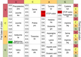 DNA, genes and chromosomes  University of Leicester | Recurso educativo 738970