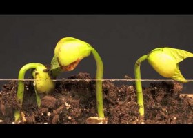 Lima Bean Time Lapse | Recurso educativo 739468