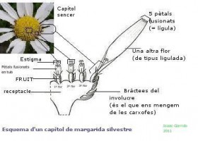 Esquema d'una flor composta (margarida). | Recurso educativo 739501