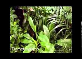 Biologia. Estimulos y respuestas en las plantas | Recurso educativo 740265