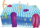 La Membrana Plasmàtica | Recurso educativo 740318