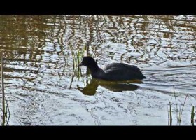 AVES DE DOÑANA | Recurso educativo 740934