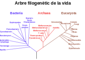 Sistema de tres dominis - Viquipèdia, l'enciclopèdia lliure | Recurso educativo 741777
