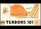 Tendons & Tendinitis | Recurso educativo 742312