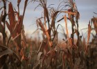 The unexpected demise of second-generation biofuels. | Recurso educativo 742552