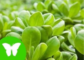 La nutrició de les plantes | Recurso educativo 743374