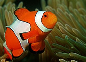 Amphiprioninae Wikipedia | Recurso educativo 744169