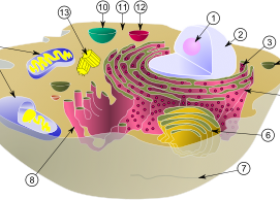 Célula | Recurso educativo 747227