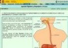 El aparato digestivo | Recurso educativo 747324