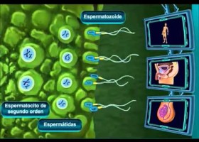 Gametogénesis humana | Recurso educativo 749741