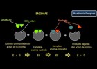 Enzimas: Estructura, Características y Funciones | Recurso educativo 751921