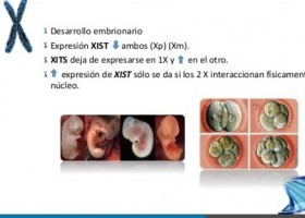 Inactivacion cromosoma x | Recurso educativo 756028