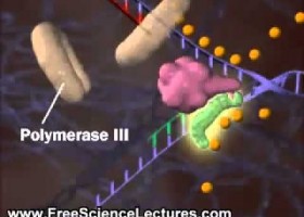 DNA Replication Process | Recurso educativo 756120