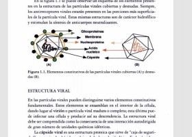 Virología médica (Manuel Vargas Córdoba, 2002) | Recurso educativo 756139