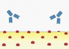 The Complement System | Recurso educativo 756249