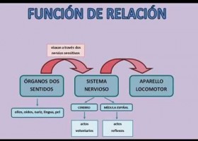 A Función de Relación | Recurso educativo 758944