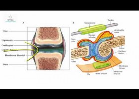 Anatomia Tipos de articulaciones | Recurso educativo 760340