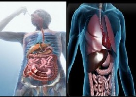 APARATO DIGESTIVO HUMANO | Recurso educativo 760560