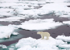 Sea Ice : Feature Articles | Recurso educativo 732540