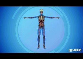 THE SYSTEMS OF THE HUMAN BODY | Recurso educativo 766177