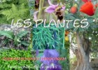 Les plantes | Recurso educativo 768681