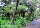 Tree ferns | Recurso educativo 770006