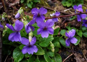 Violets | Recurso educativo 770535