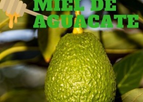 Miel de aguacate, tropical y mediterránea. Miel monofloral | Recurso educativo 770665