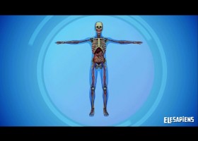 LOS SISTEMAS DEL CUERPO HUMANO | Recurso educativo 771841