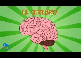 El sistema nervioso y el cerebro | Recurso educativo 772064