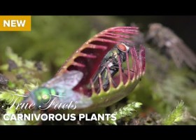 Carnivorous plants | Recurso educativo 773764