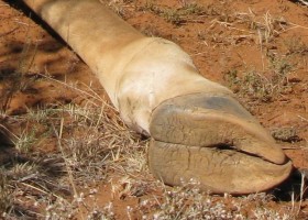 Hoof of a giraffe | Recurso educativo 773789