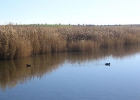 Tablas de Daimiel National Park | Recurso educativo 776537