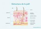 Capes de la pell | Recurso educativo 777360