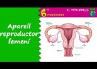 Aparell reproductor femení. Naturals, 6é Primària | Recurso educativo 777374