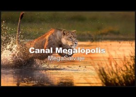 Botswuana: el Delta del Okavango | Recurso educativo 777768