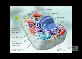 CONCEPTOS BASICOS DE BIOLOGIA CELULAR y ejercicio físico | Recurso educativo 783645