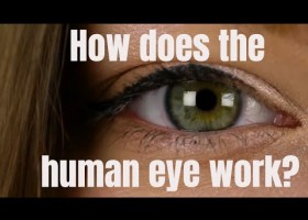 How does the human eye work? | Recurso educativo 784600