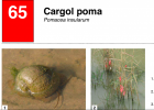 Cargol poma | Recurso educativo 785511