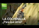 ¿Para qué sirve la cochinilla? | Recurso educativo 786862